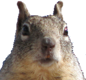 Squirrel.png